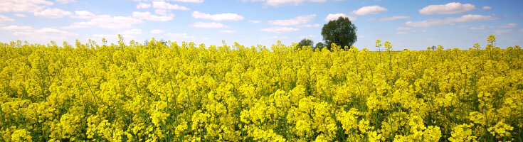 Grndngung Saatgut fr Garten & Bodenverbesserung