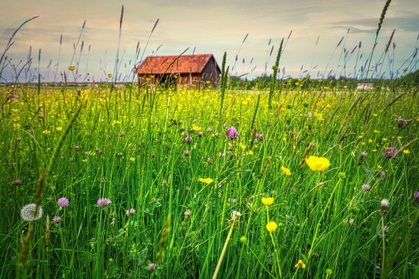Was ist LINSOR? Saatgut, Rasensamen und Produkte für naturnahe Gärten - LINSOR – Rasensamen, Saatgut und Produkte für naturnahe Gärten
