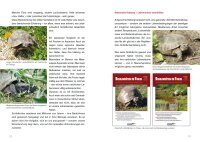 Achtung, Schildkröte! Ein kostenloser und kompakter Ratgeber über die Haltung Europäischer Landschildkröten