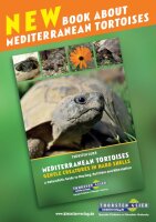 Mediterranean Tortoises: Gentle Creatures in Hard Shells