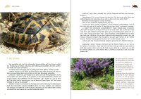 Testudo und Hermanni