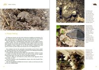 Testudo und Hermanni