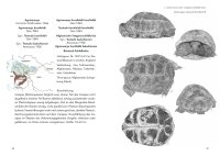Die Haltung der Steppenschildkröten Agrionemys horsfieldii