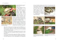 Die Haltung der Steppenschildkröten Agrionemys horsfieldii
