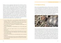 Die Köhlerschildkröte Chelonoidis carbonarius