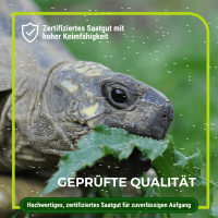 schildkröten saatgut