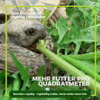 Schildkröten Samenmischung 50 g