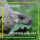 schildkröten saatgut