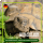 Schildkröten Samenmischung 50 g