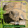 Algenkalk für Schildkröten 1 kg
